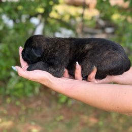 Purple collar - Black brindle female Dutch Shepherd puppy in Van Nuys, California from TriForce K9