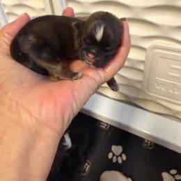 Finn - Sable and white male Shih Tzu puppy in Reddell, Louisiana from TINYSHIHTZUFURU