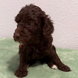 Shelley - Chocolate female Goldendoodle puppy in Moreno Valley, California from Rainbow SoCal Doodles