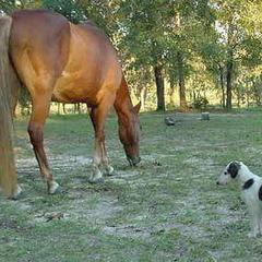 Borzoi Puppies from Hounds of Laureate