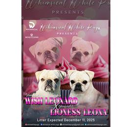 Pug puppies from Whimsical White Pugs - Quality Comes First