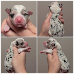 Shakira - Blue merle and white female American Corgi puppy in Garrett, Indiana from Chloe's Colorful Corgis