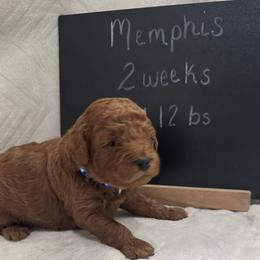 Memphis - Red  male Poodle puppy in Yelm, Washington from Serendipity Miniature Apricot Poodles