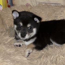 Shiba Inu Puppies from The Animal Farm Shiba Inus & Mameshibas