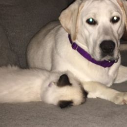 Dilute Retrievers and Labrador Retrievers from Precious Gem Labrador’s