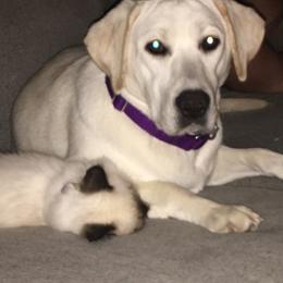 Dilute Retrievers and Labrador Retrievers from Precious Gem Labrador’s