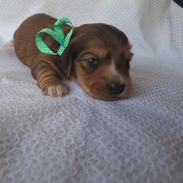 Blue - Red male Dachshund puppy in Alachua, Florida from Asperida Spinoni and Dachshunds