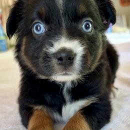 Bell - Black tri female Miniature Australian Shepherd puppy in Dillwyn, Virginia from Sand Creek Toy and Mini aussies