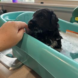 Black Russian Terrier Puppies from Nova Noir