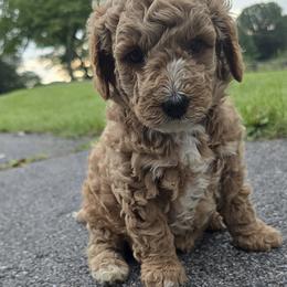 Bernedoodle and Goldendoodle Puppies from 4goldendoodles