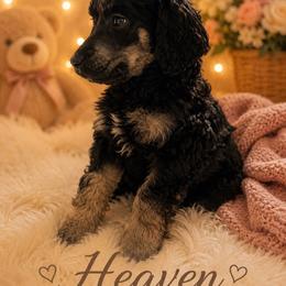 Heaven - Phantom female Poodle puppy in Washington, Pennsylvania from Patriotic Poodles