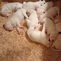 American Bulldog Puppies from Iron Will American Bulldogs