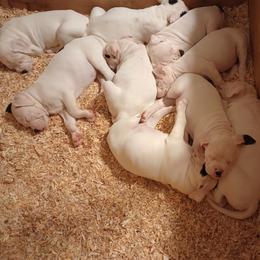 American Bulldog Puppies from Iron Will American Bulldogs