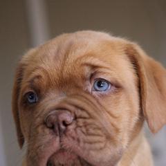 Dogues de Bordeaux from Theresea's Dogue de Bordeaux