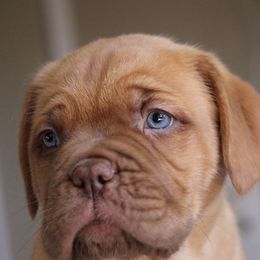Dogues de Bordeaux from Theresea's Dogue de Bordeaux