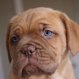 Dogues de Bordeaux from Theresea's Dogue de Bordeaux
