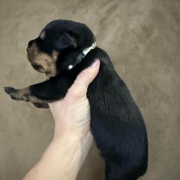 Zeus - Black and tan male Rottweiler puppy in Newfoundland, Pennsylvania from Poconopaws