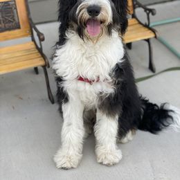 Aussiedoodle and Bernedoodle Puppies from North 40 Doodles