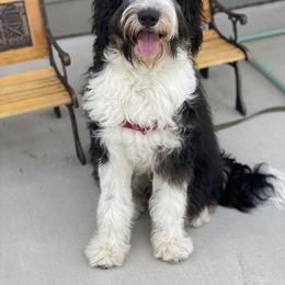 Aussiedoodle and Bernedoodle Puppies from North 40 Doodles