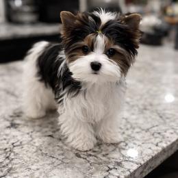 Francisco - Black tan and white male Biewer Terrier puppy in Weiser, Idaho from Hells Canyon