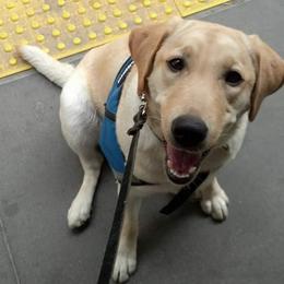 Golden Retrievers and Labrador Retrievers from Aurum Canine Services