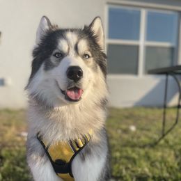Simba - Siberian Husky