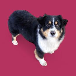 Jewels - Miniature Australian Shepherd