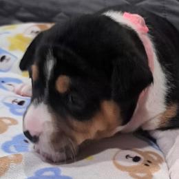 Tri Girl 2 - Tri-color female Basenji puppy in Tuttle, Oklahoma from Steadfast Farm (SFF)