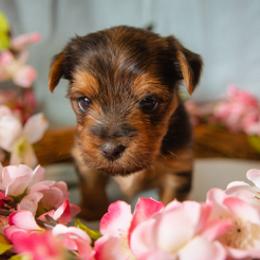 Yorkshire Terrier Puppies from Sharon Gellerman's Yorkshire Terriers