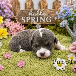 Ginny - Blue female Pembroke Welsh Corgi puppy in Charleroi, Pennsylvania from Twilight Hollow Corgis