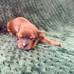 Dos - Blue and gold male Yorkshire Terrier puppy in Pryor, Oklahoma from DK’s Littles & Co
