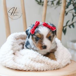 Waffle - Blue merle female Toy Australian Shepherd puppy in Charlestown, Indiana from Hydden Aussies