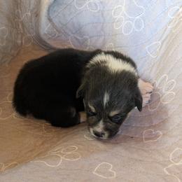 Boy 3 - Black and tan male Pembroke Welsh Corgi puppy in Edinburgh, Indiana from J Bar M Corgis