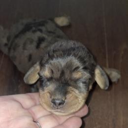 Boy 3 - Dapple male Dachshund puppy in Oakman, Alabama from MEL Puppies