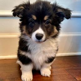 Blue Collar Boy Buddy - Black and tan male Pembroke Welsh Corgi puppy in Paris, Kentucky from Flat Run Corgis