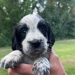 Red collar - White and black male English Springer Spaniel puppy in Sterling, Michigan from Springerdoodles In MI