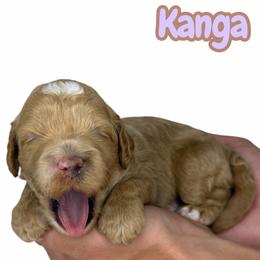 Kanga - Caramel female Australian Labradoodle puppy in Upland, California from Kings Labradoodles