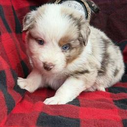Max - Red merle male Australian Shepherd puppy in Boise, Idaho from Black Canyon Corral Aussies