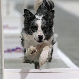 Border Collies and Papillons from Evolution Sport Dogs