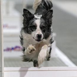 Border Collies and Papillons from Evolution Sport Dogs