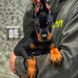Lakota - Black and rust male Doberman Pinscher puppy in China Township, Michigan from Snell's Superior Kennel Dobermann & GSP
