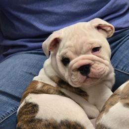Pendelton - Red brindle and white male Bulldog puppy in Laurel, Montana from Bull Mountain Bulldogs