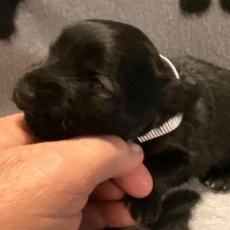 White Collar Male - Black and silver male Miniature Schnauzer puppy in Robstown, Texas from Alves Miniature Schnauzers