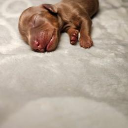Pauly - Chocolate male Dachshund puppy in Modesto, California from Cabrera Family Kennels