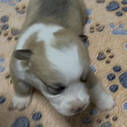 AKC Pink Star - Red female Pembroke Welsh Corgi puppy in Summerfield, Florida from Promise Land Farm