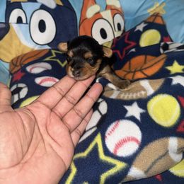 Boy 4 - Black and tan male Yorkshire Terrier puppy in Pomona, California from Lunio's Yorkies