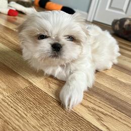 Boy 1 - Gold and white male Shih Tzu puppy in Silver Spring, Maryland from Saraya’s Shih Tzus