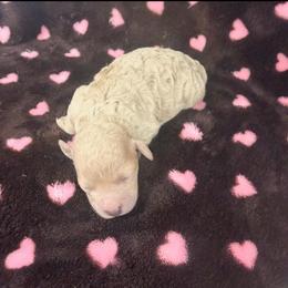 Pearl - Cream female Poodle puppy in Poplarville, Mississippi from Southern Belle Poodles