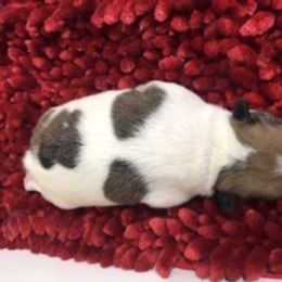 French Bulldog Puppies from PNW French Bulldogs