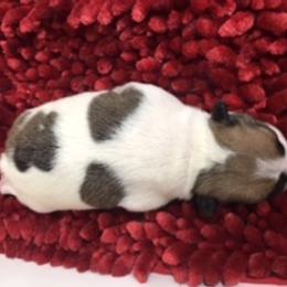 French Bulldog Puppies from PNW French Bulldogs